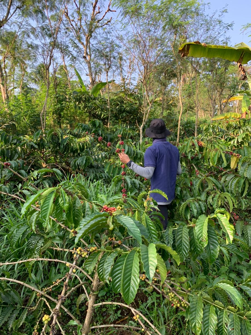 Lahan Kopi Liberika